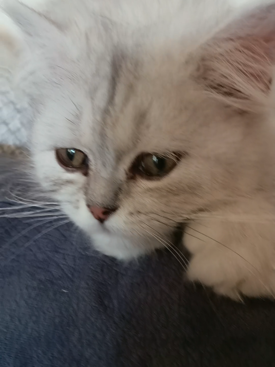 @💞S̴E̴V̴D̴A̴ ̴💞KEDİ💞