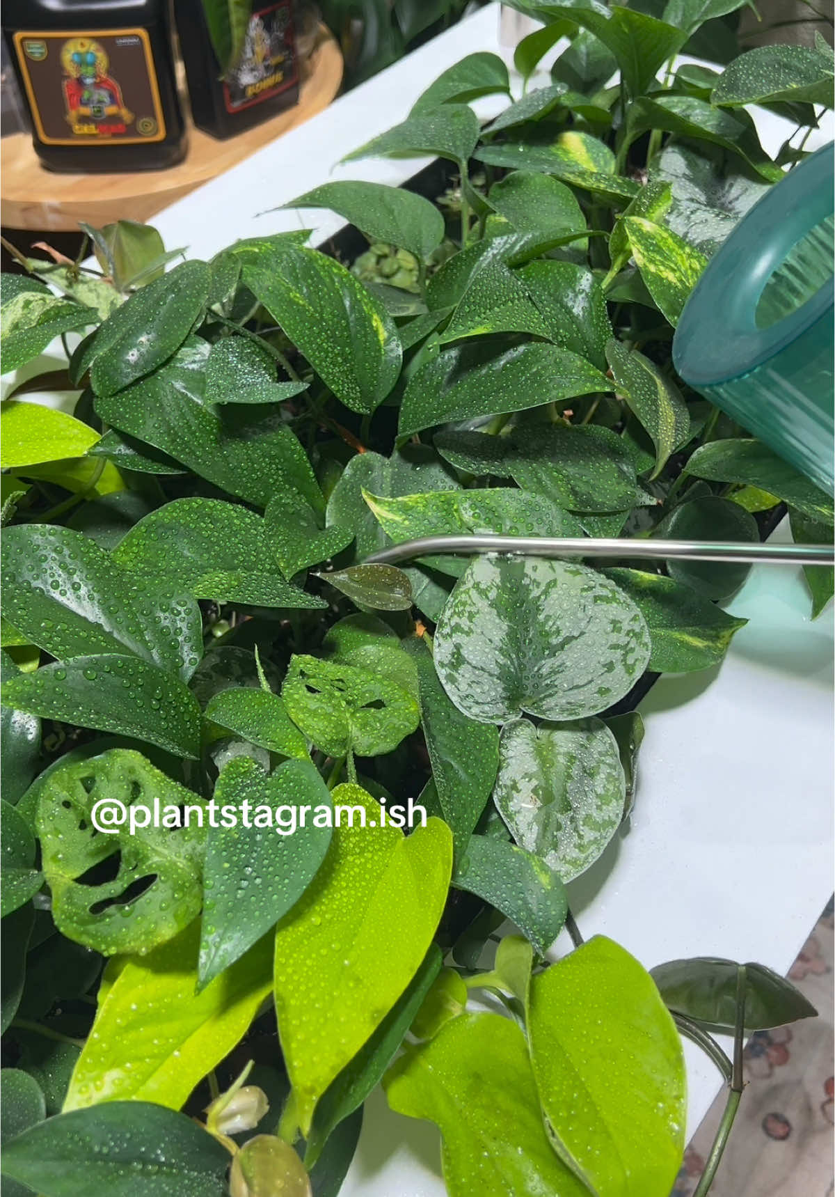 @Plantstagram.ish
