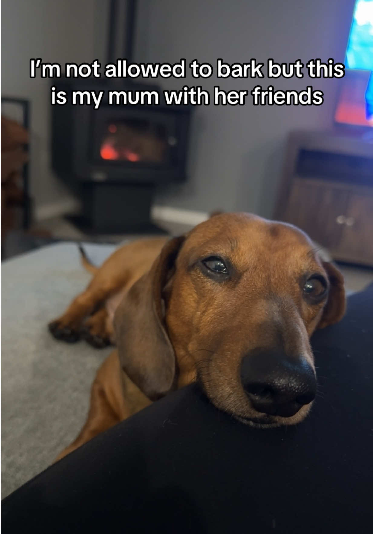 @Von & Her Hounds