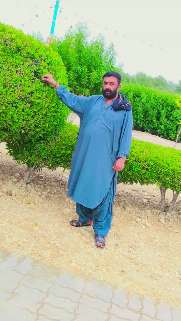 @sain hajan sha