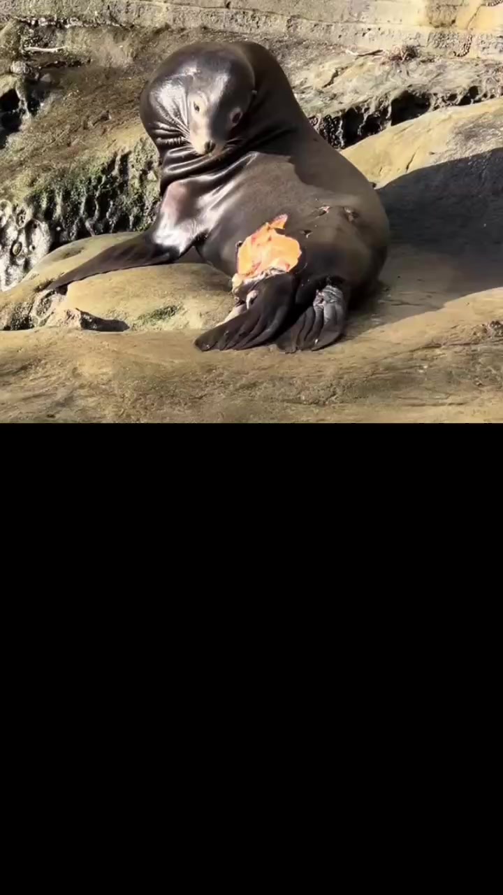 @<_>Pantera/🐆