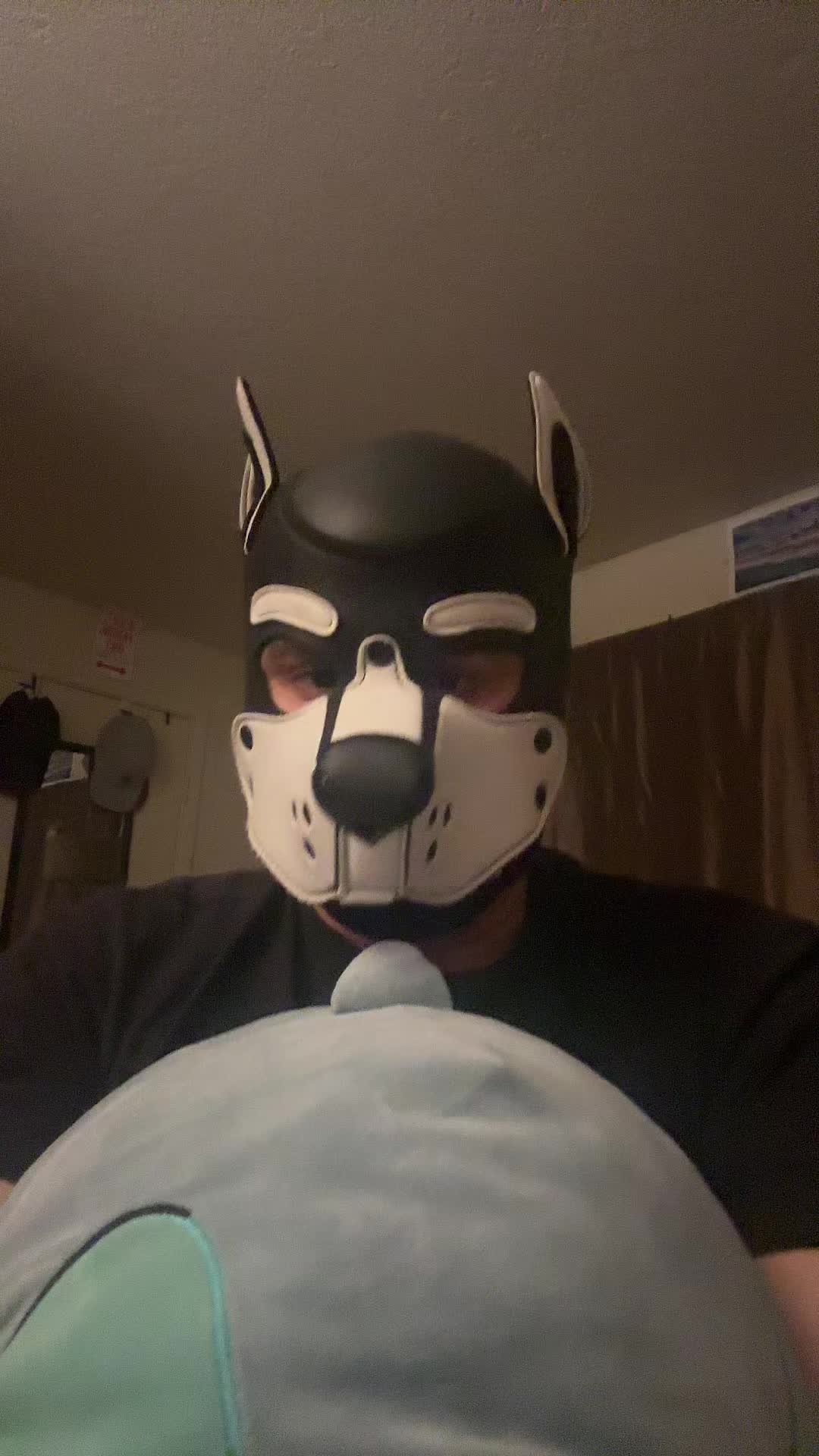 @pup_fenrir