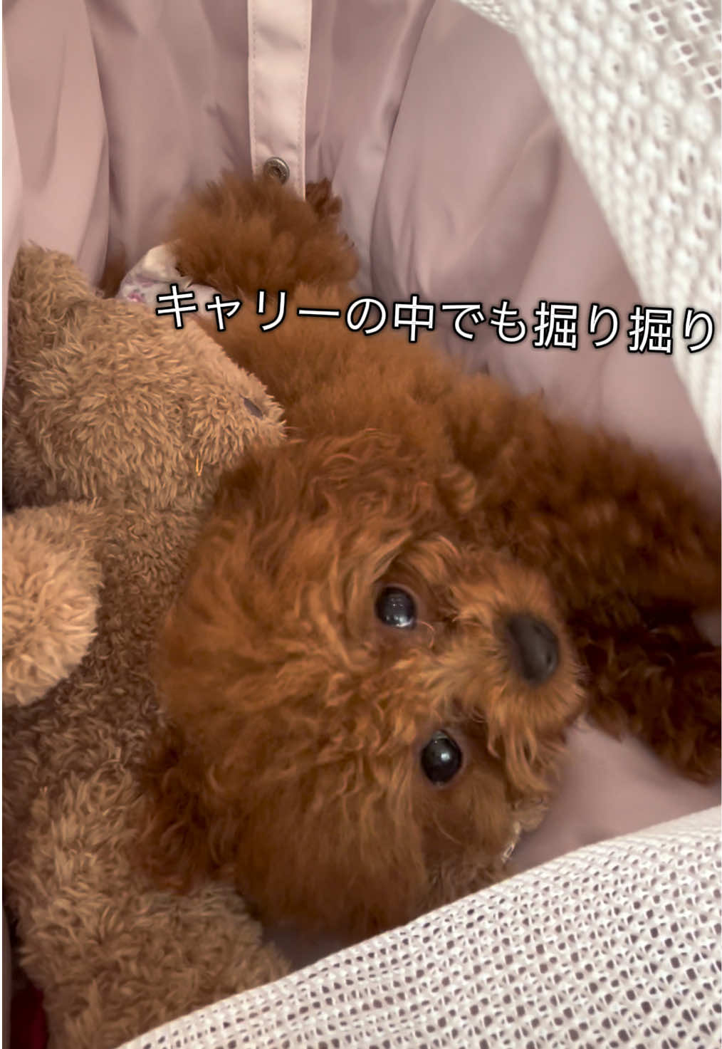 @もこ