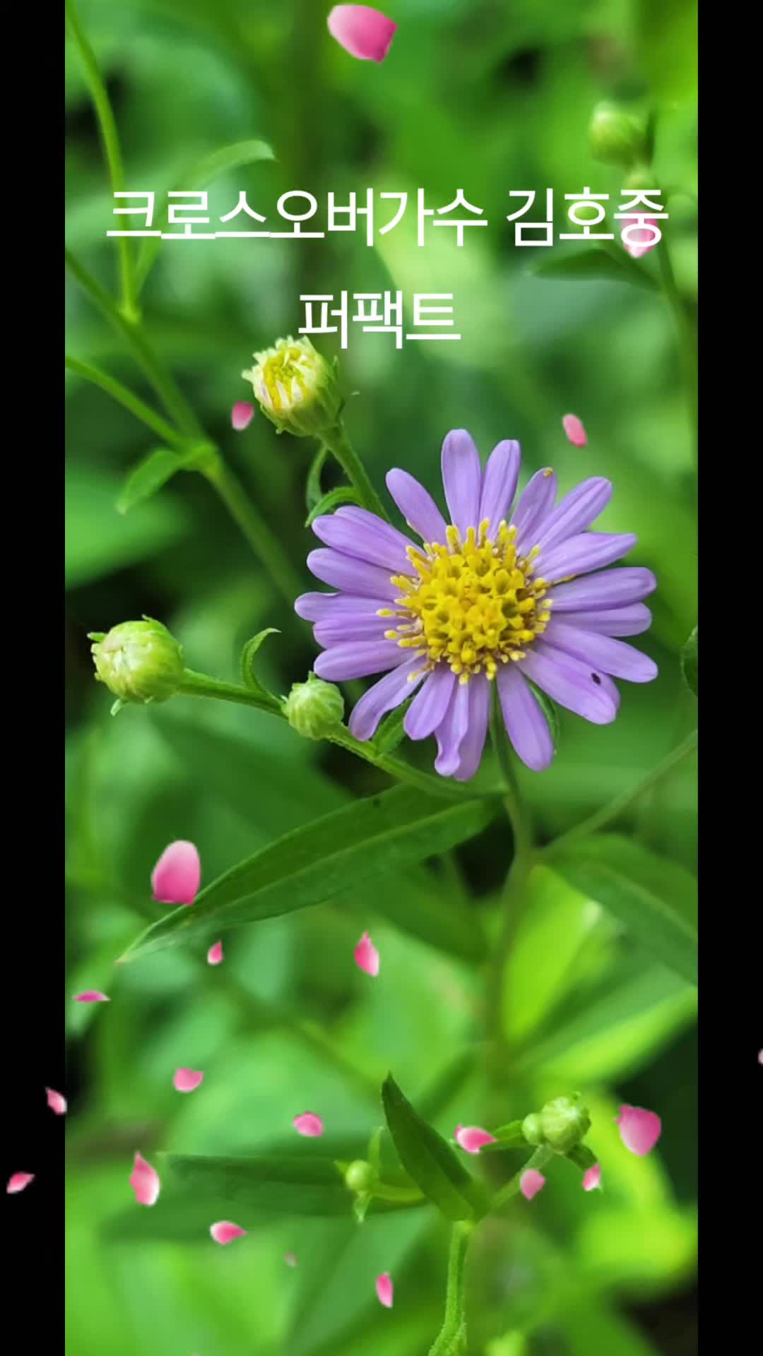@올리브11