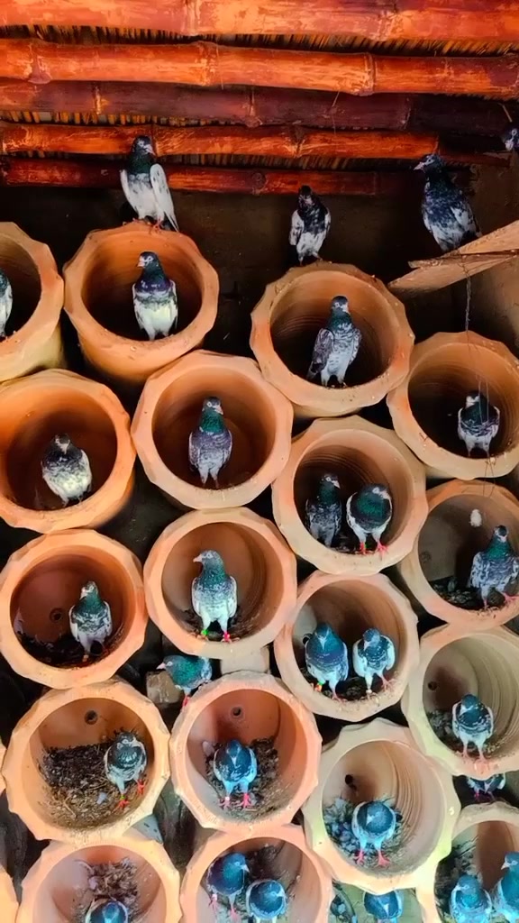 @ZahidZHB