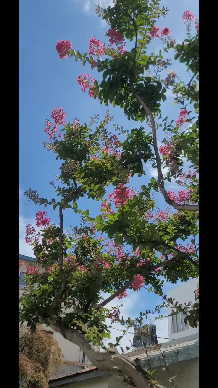 @soochoo💐🐬