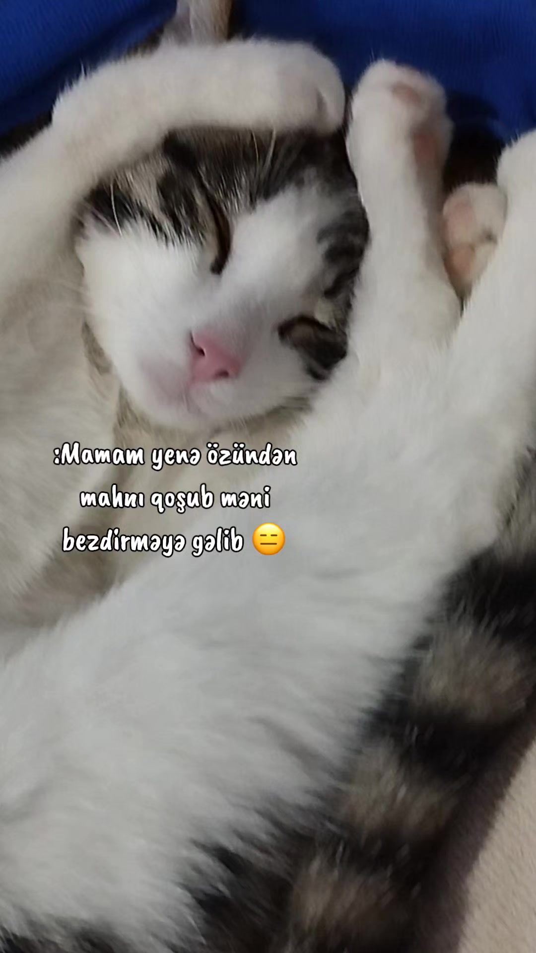 @🐾