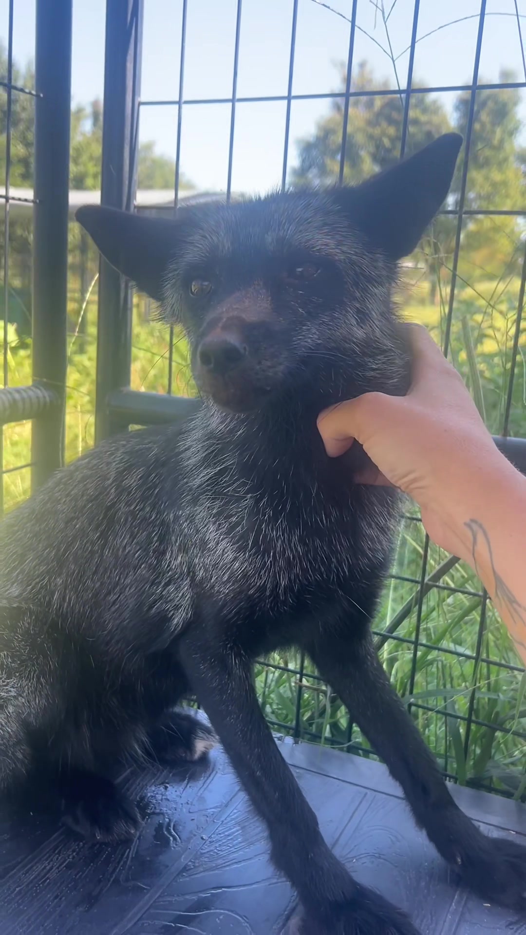 @Clevyr Creatures Fox Sanctuary