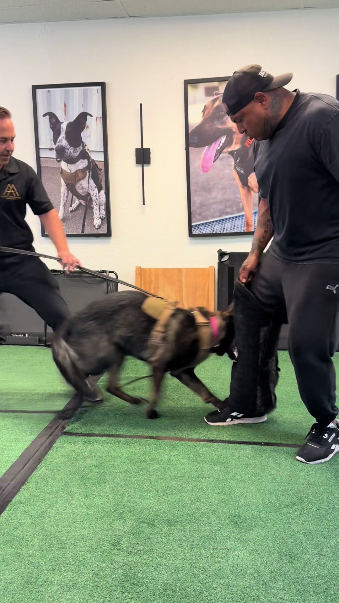 @Tactical K9s Dog Training