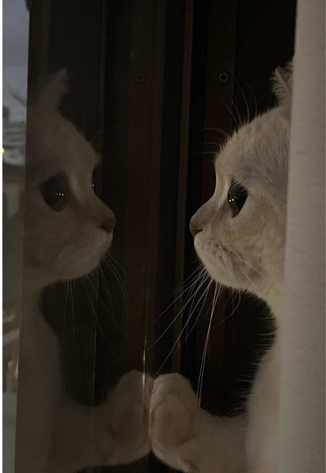 @мяу