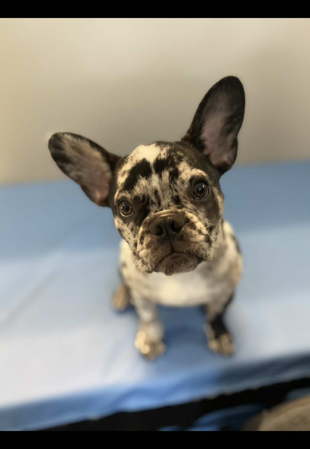 @Southeast Veterinary Neurology