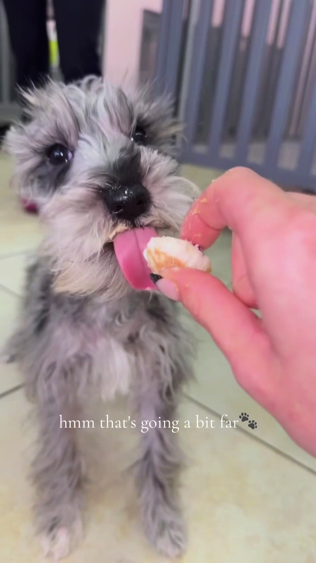 @Furry Babies