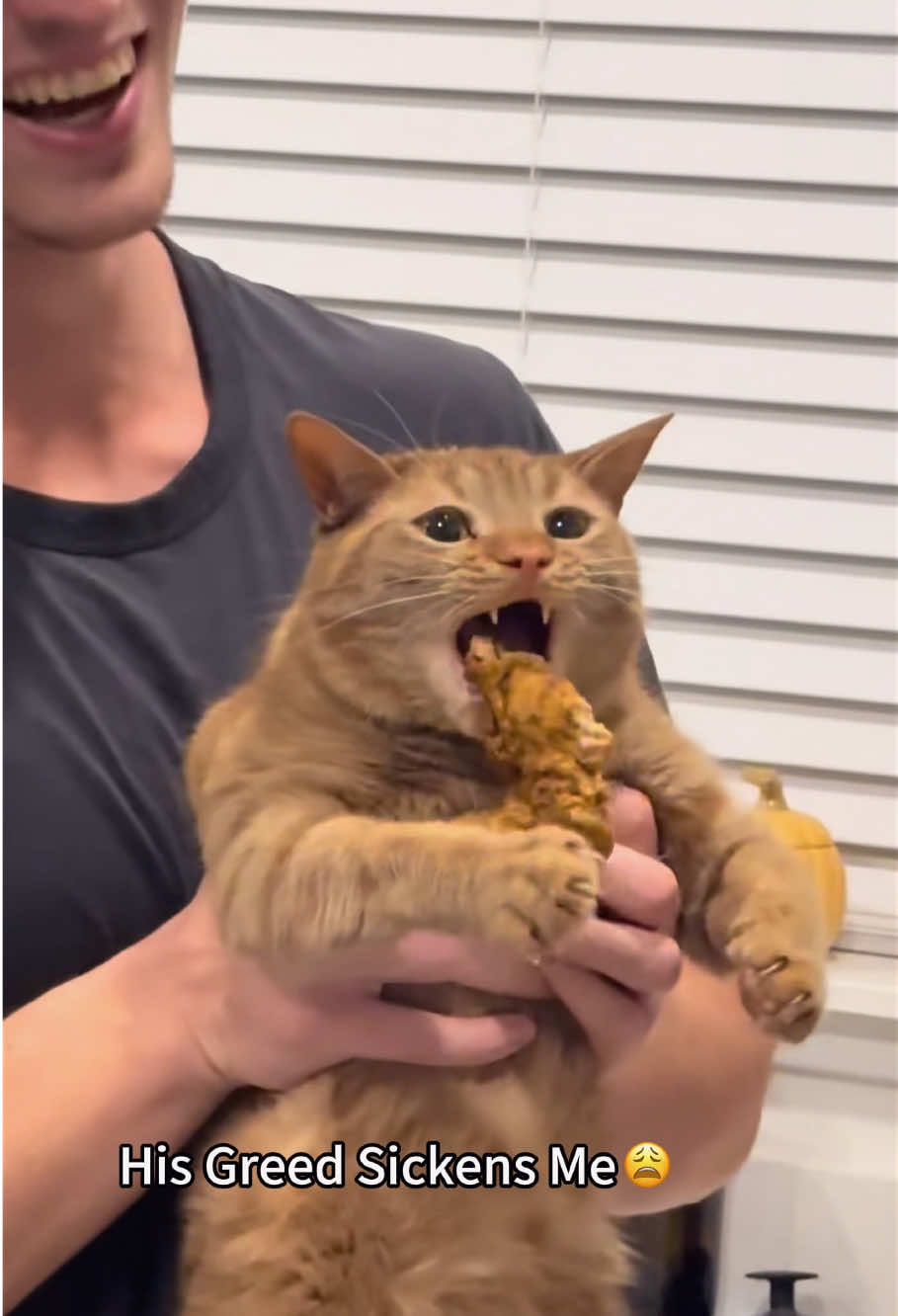 @Funny cat 520