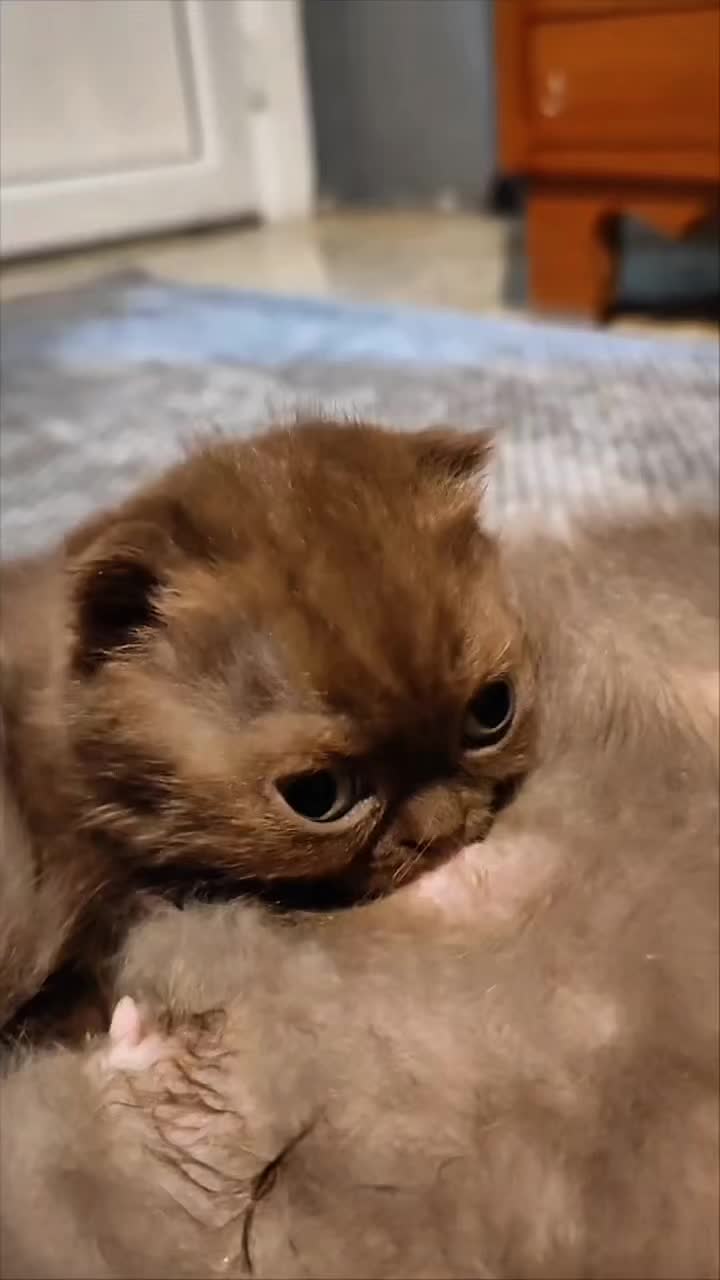 @дабл ар