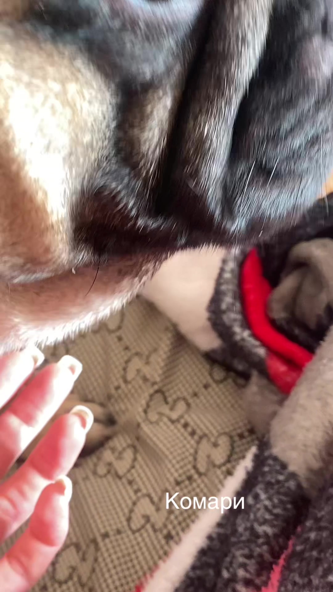 @_holly_bulls_