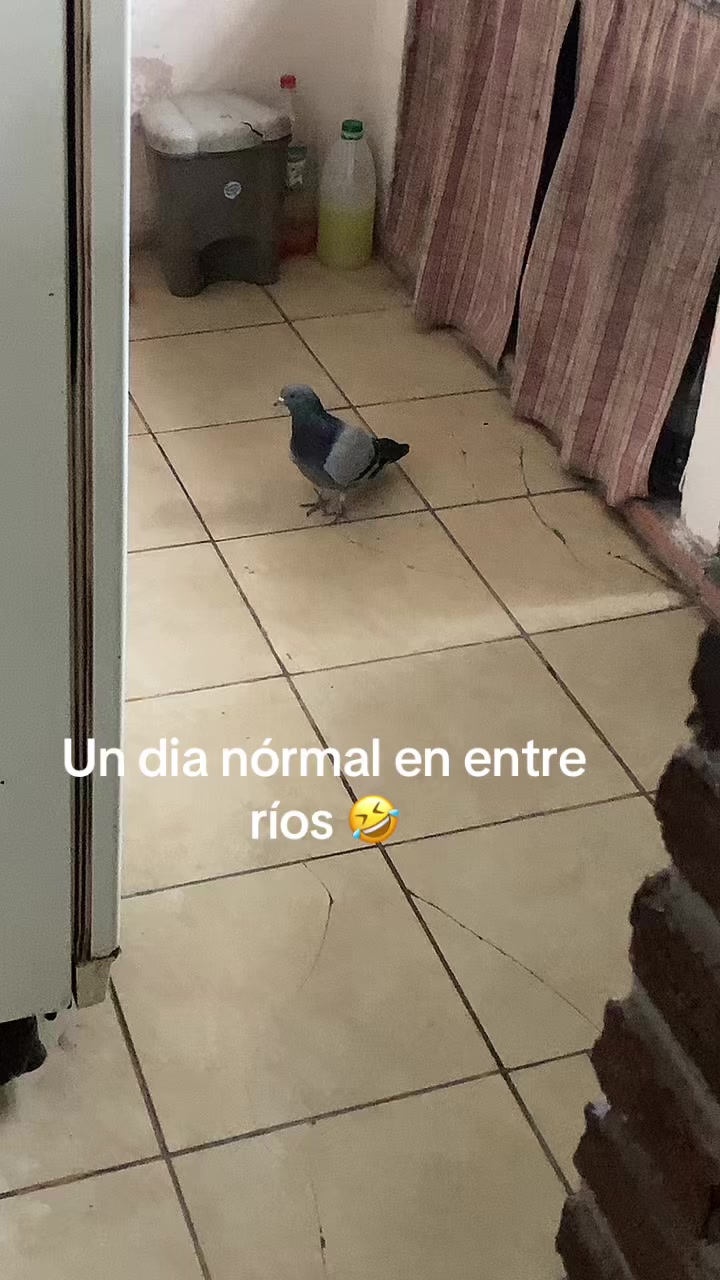 @Rebozzio