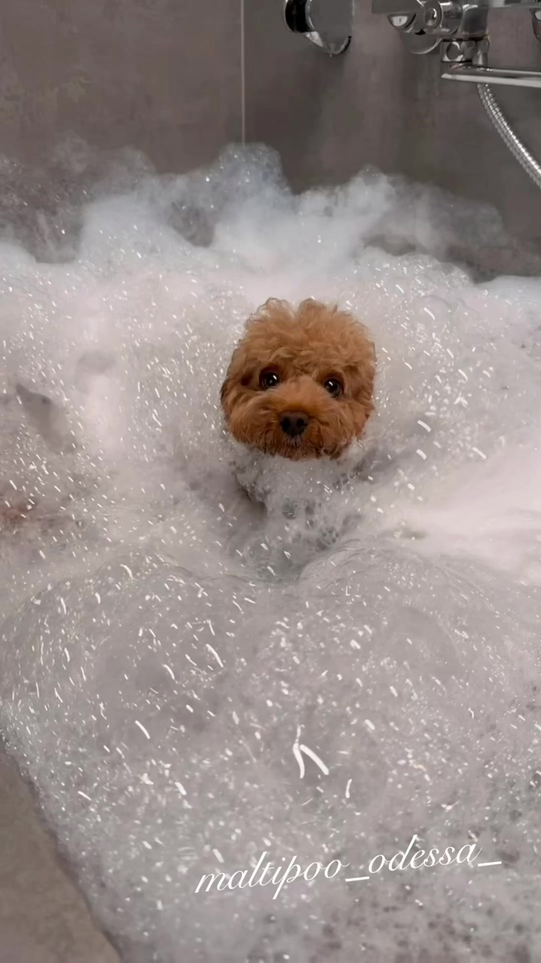 @maltipoo_odessa_