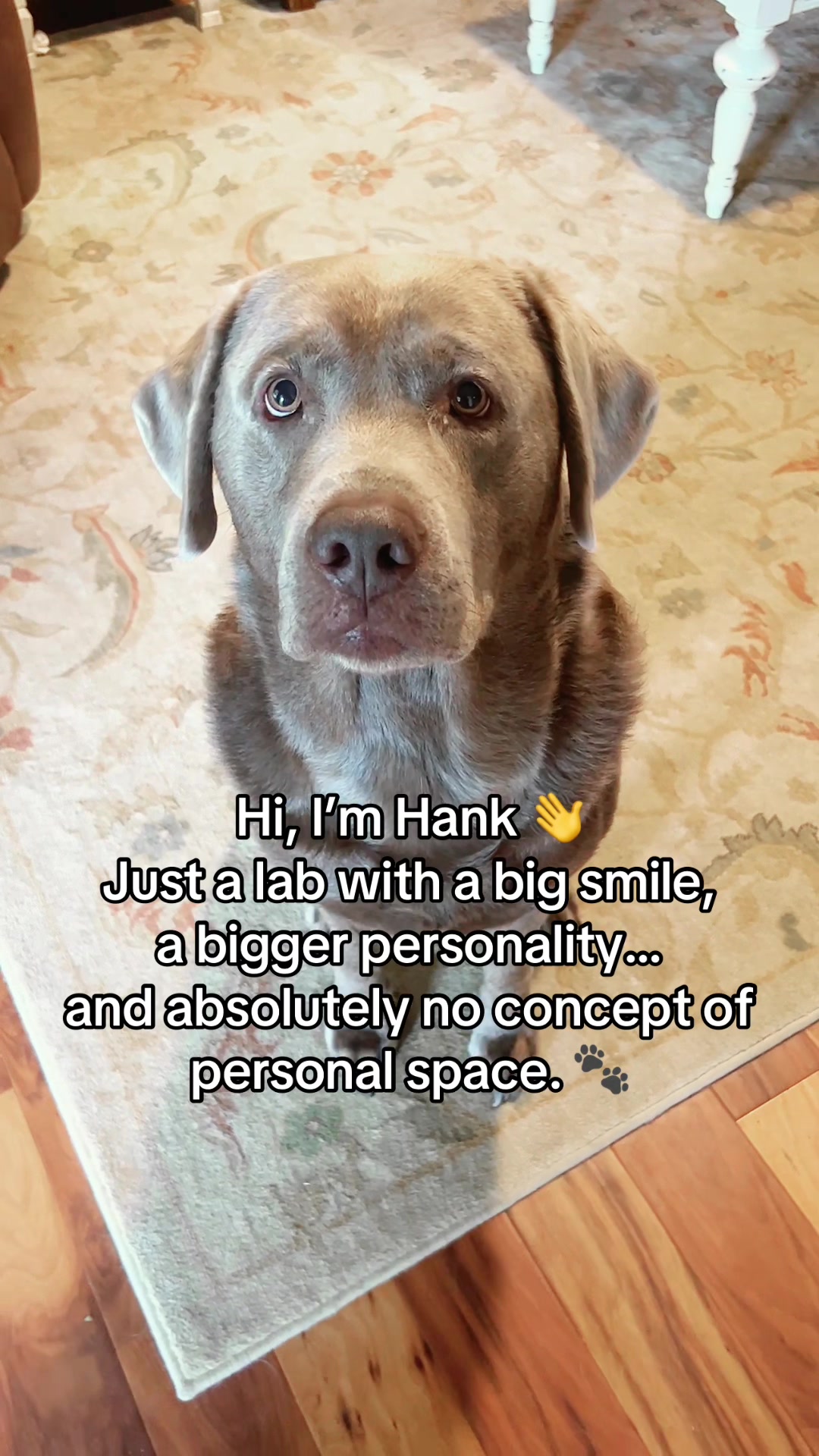 @Hank the Tank | Silver Lab 🩶