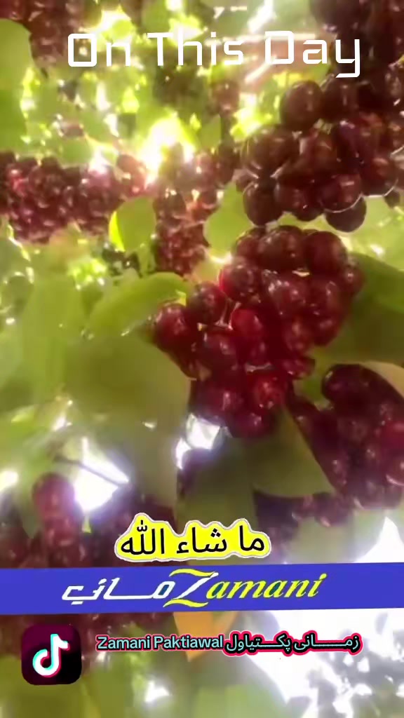 @Zamani Group Trading 🇦🇫
