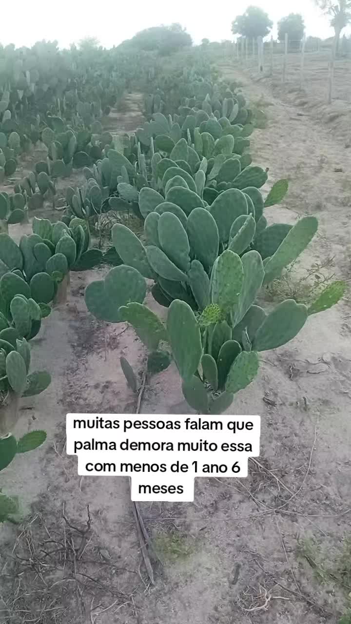 @jocriador