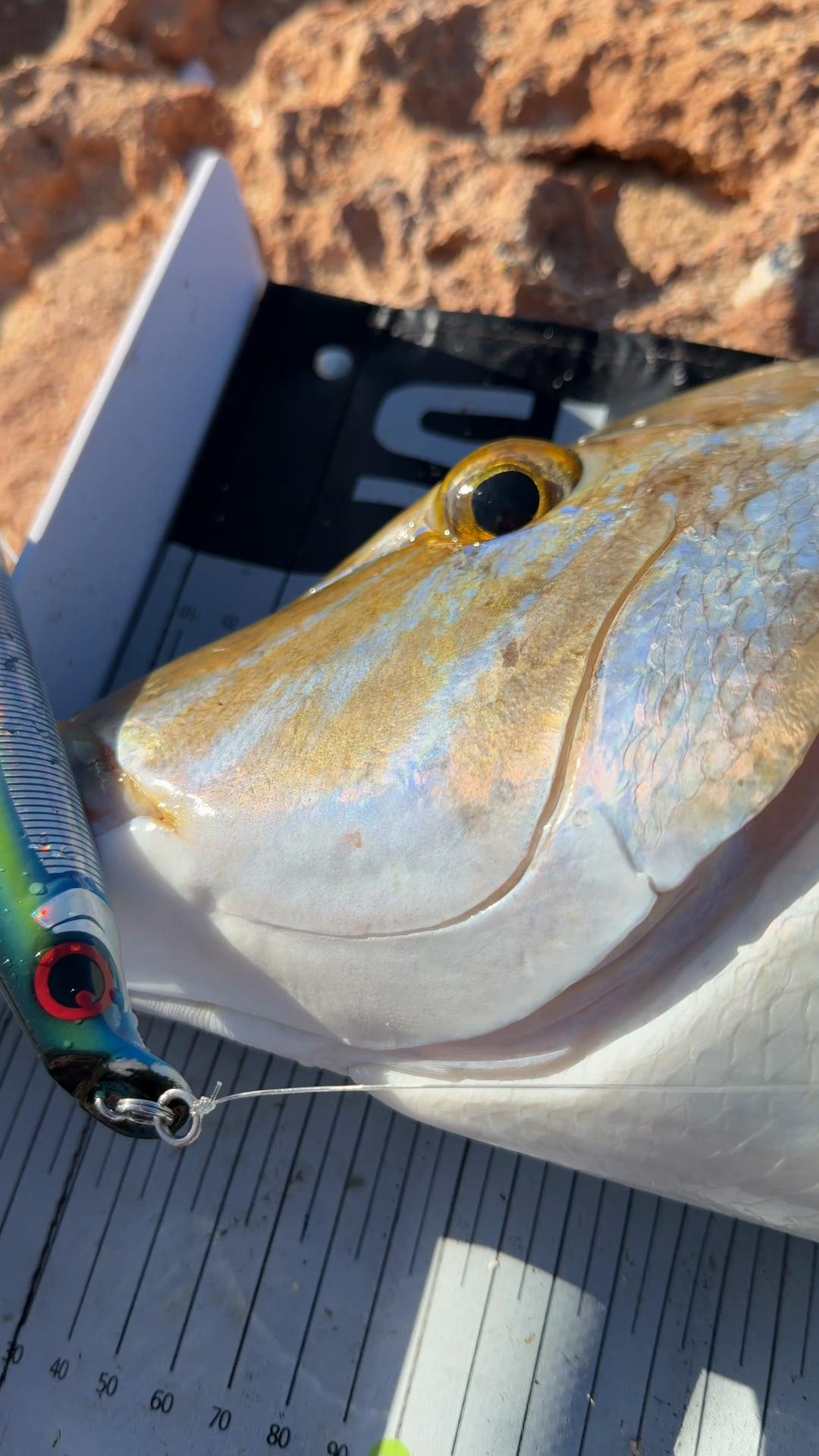 @KookFishing