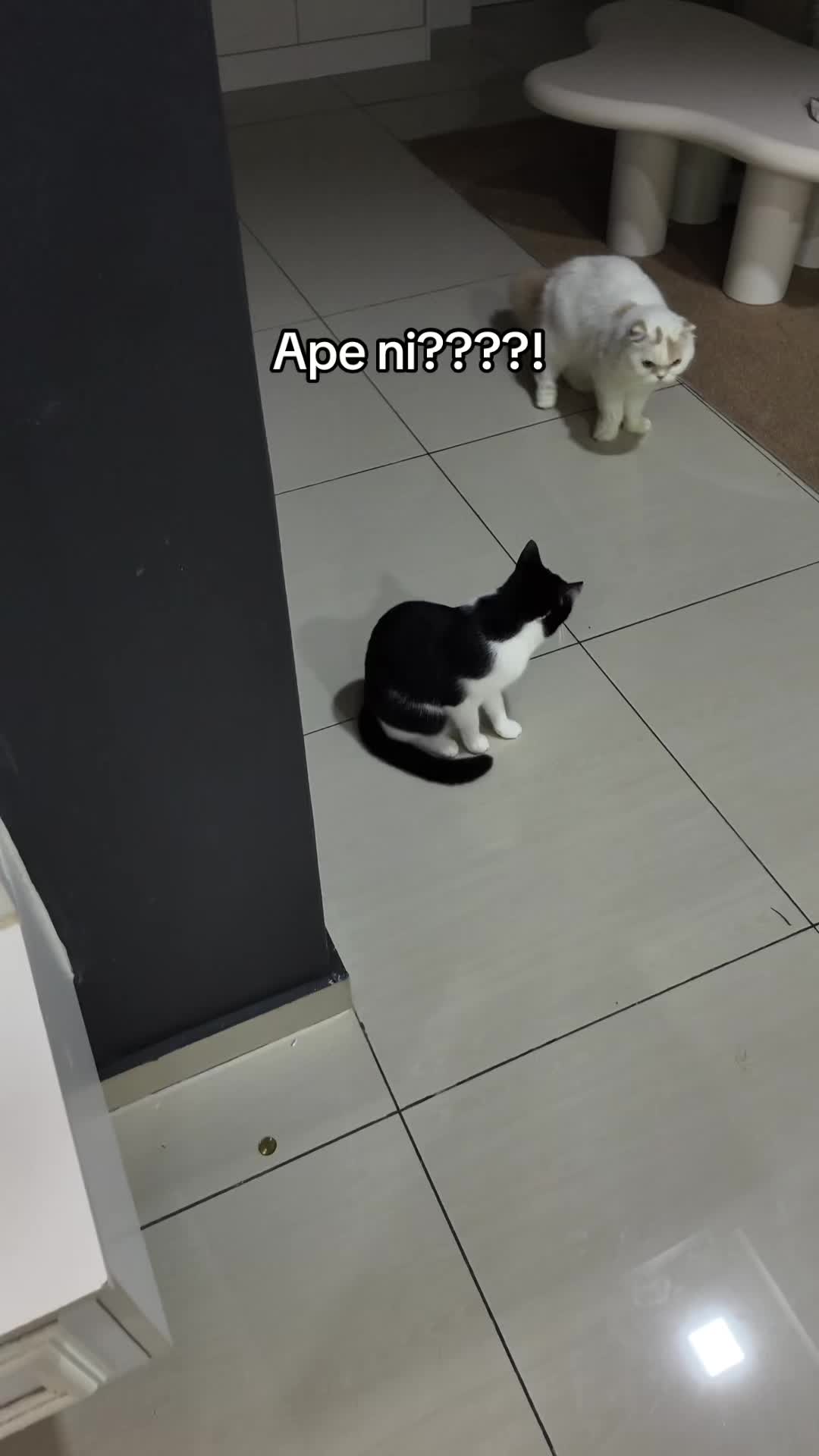 @Eibu Ainee | Cat Mom