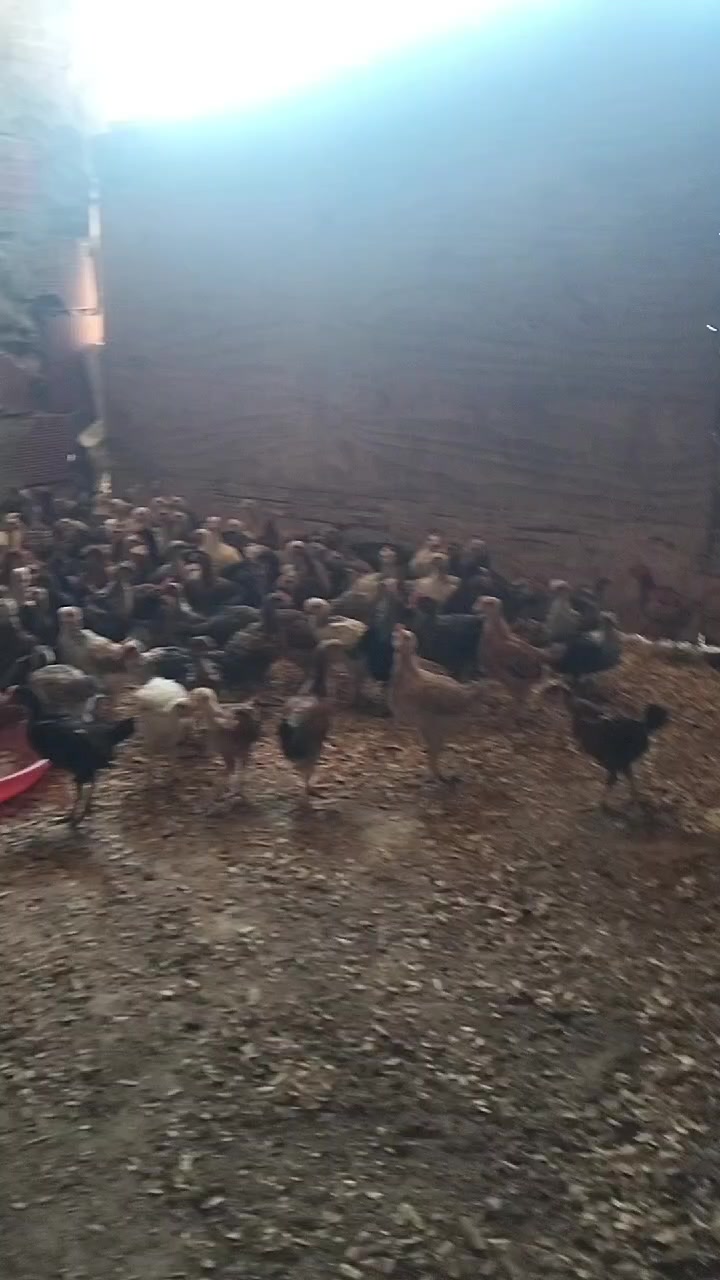 @فيومي ذهبي صفاقس