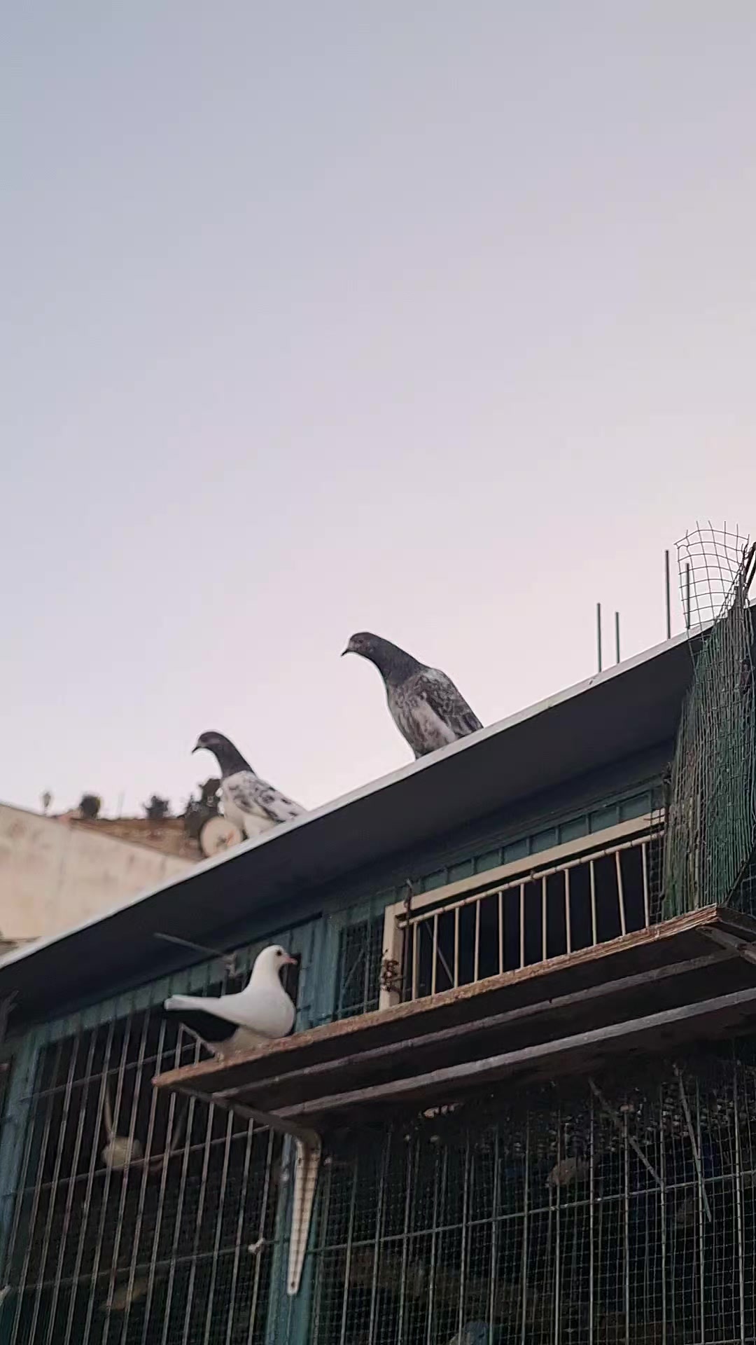 @Pigeons Tv