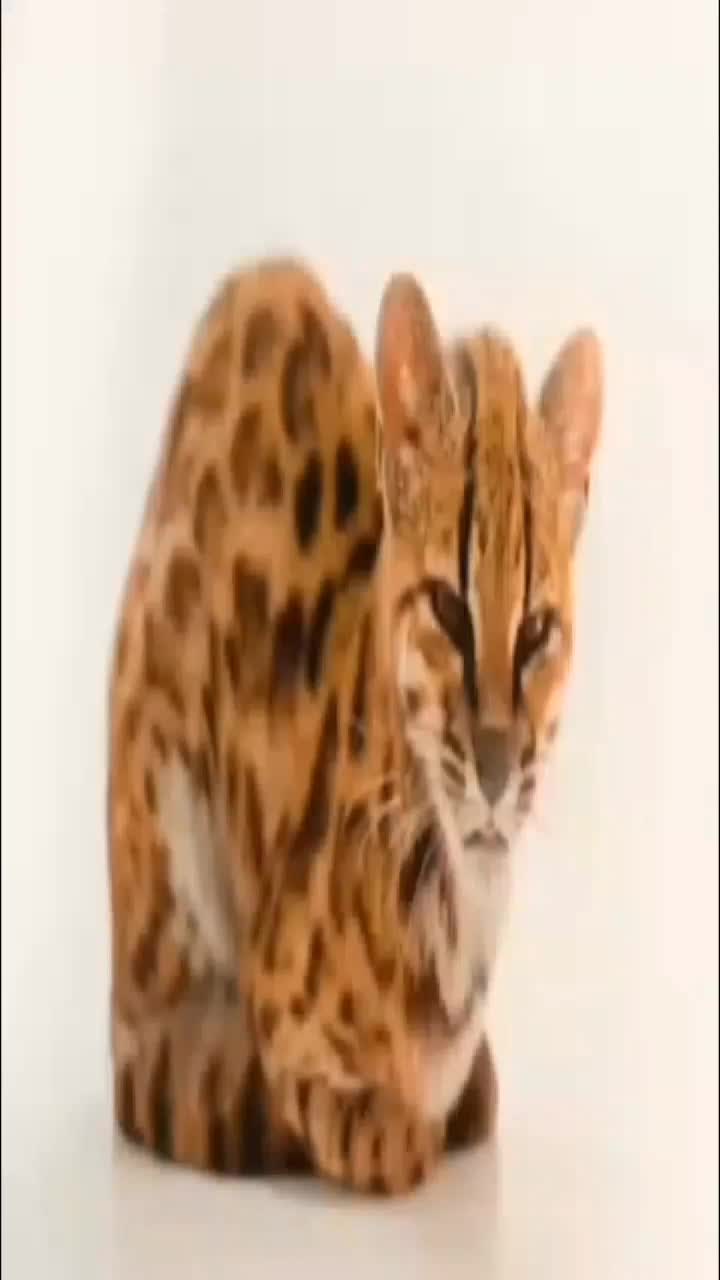 @Врсавик