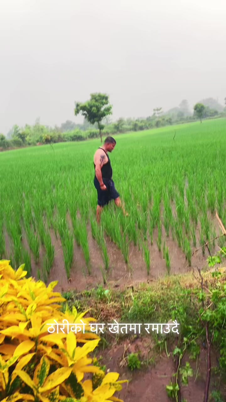 @कृष्ण गुभाजु