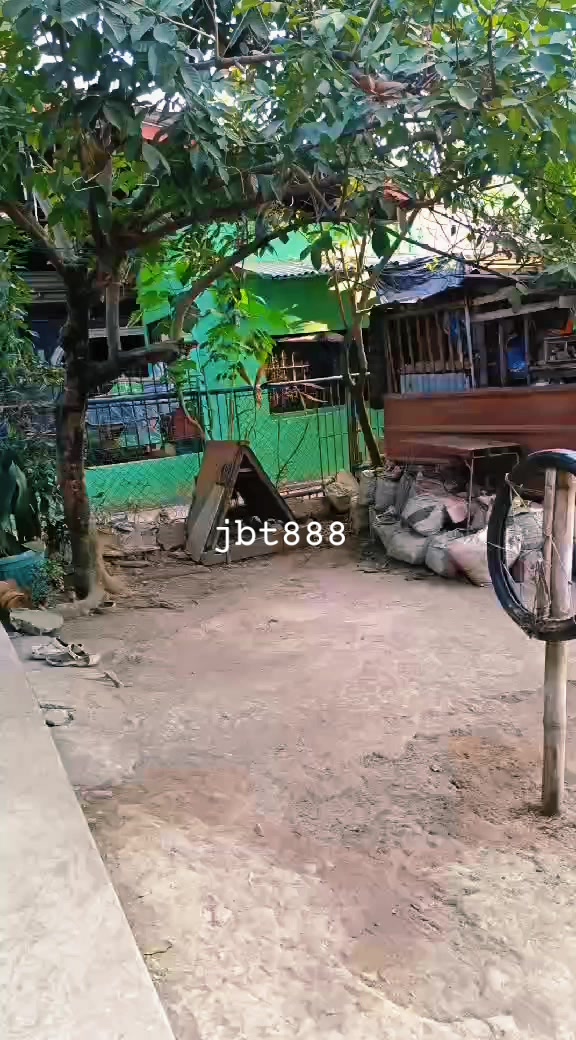 @jbt888 gamefowl