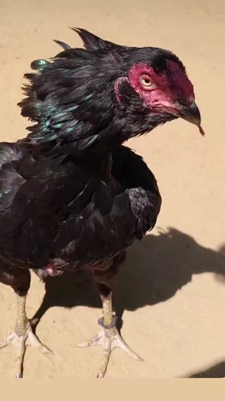 @꧁༒☬ঔৣ 𝓐𝓼𝓮𝓮𝓵ঔৣ☬༒꧂