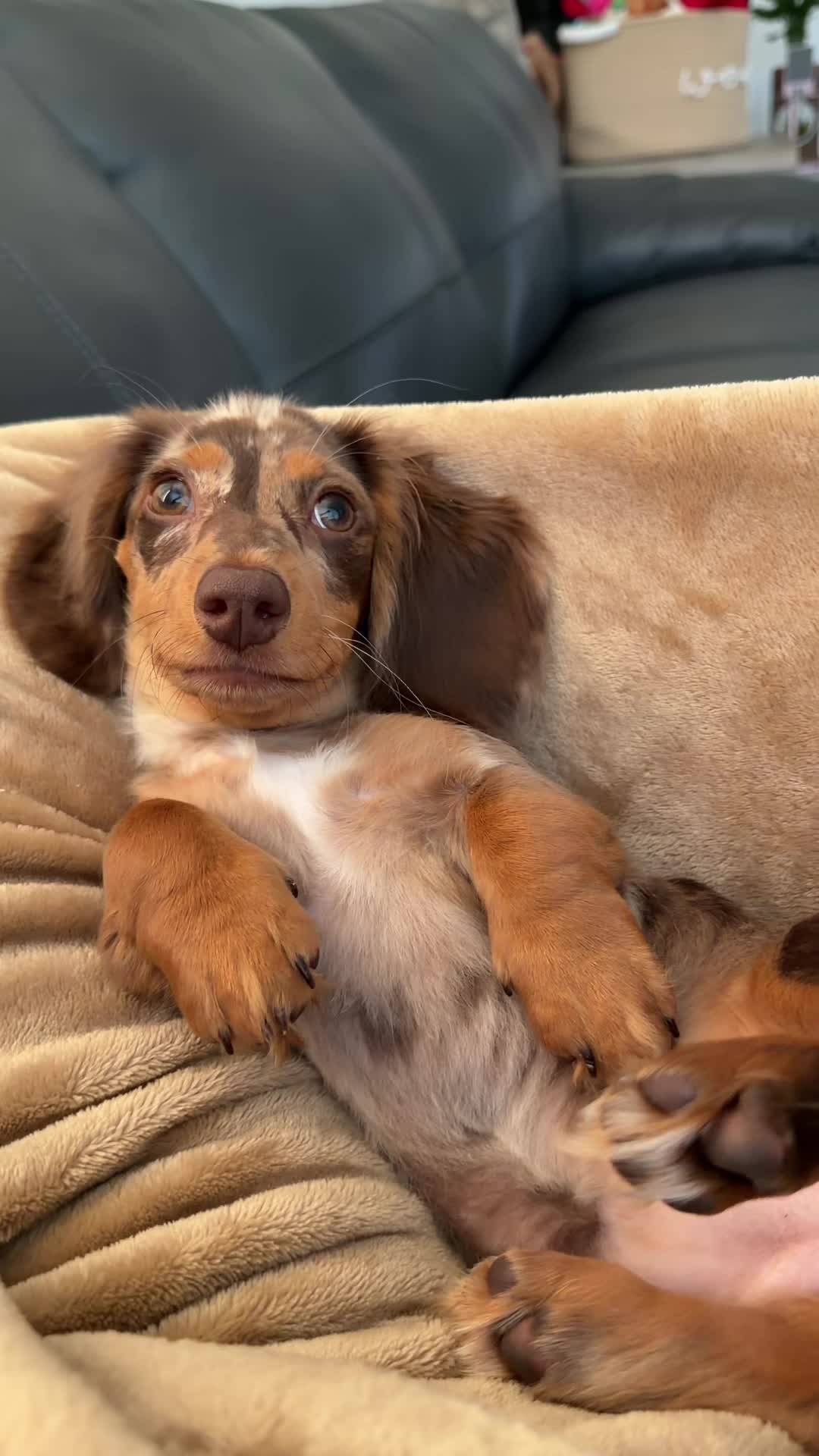 @Oli the Mini Doxie