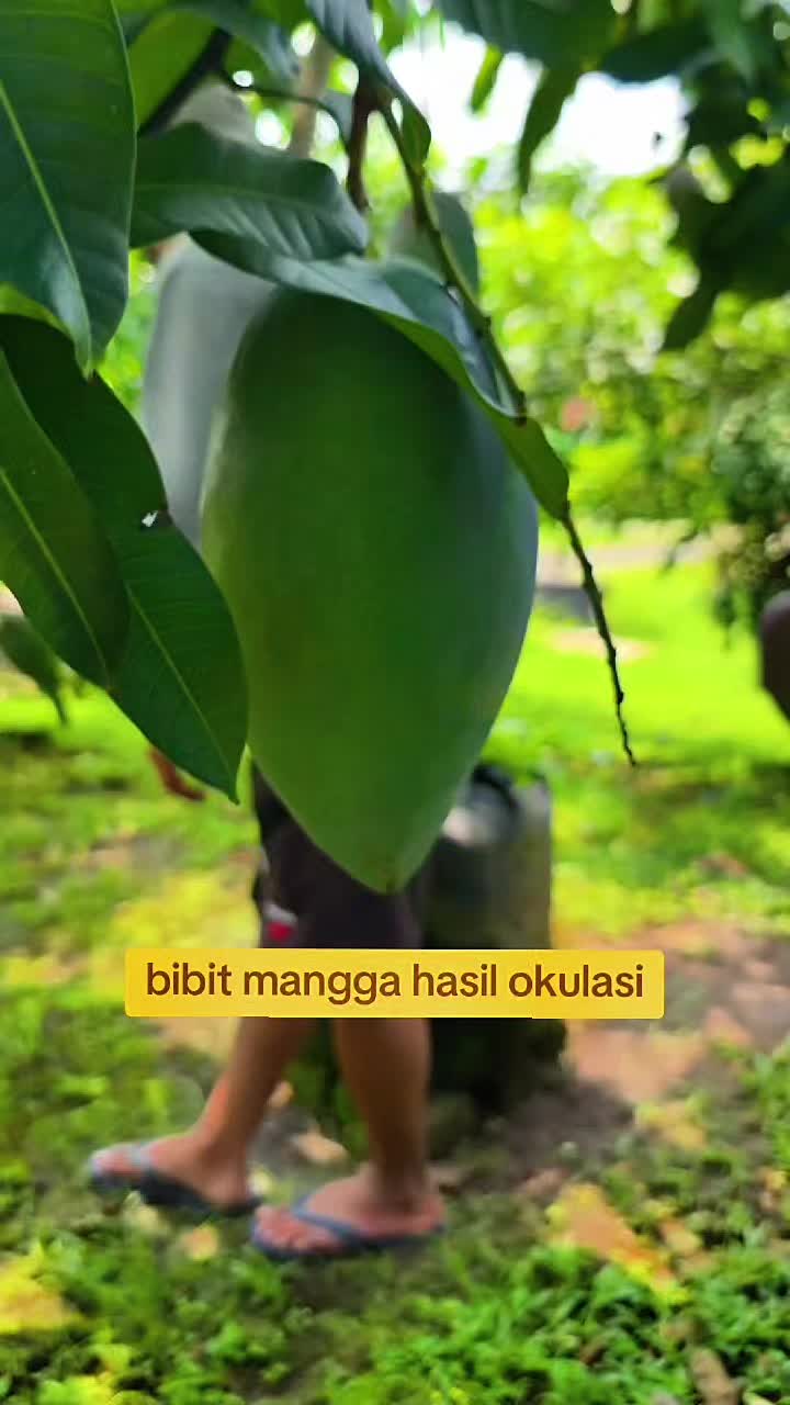 @Toko berkah jaya