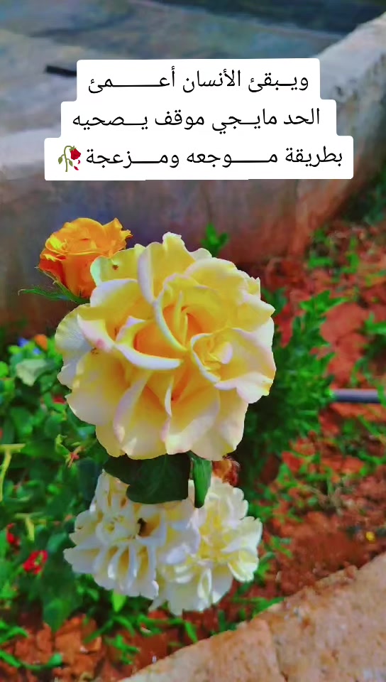 @عبير الورد🧡🍂