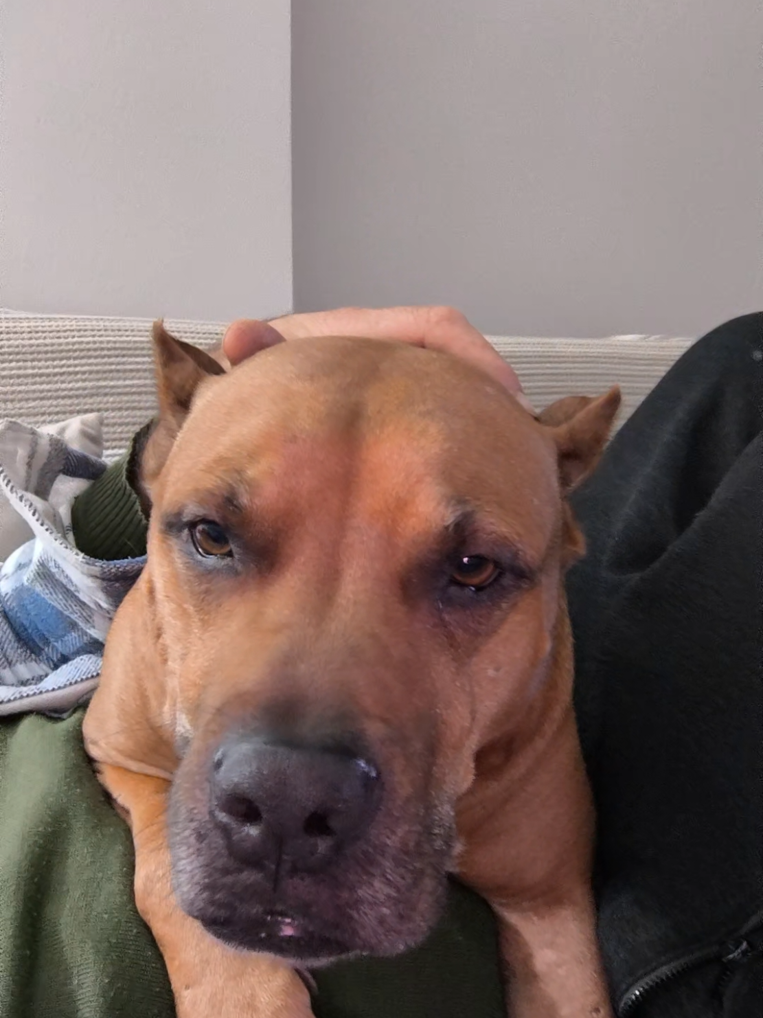 @pitbulll👑
