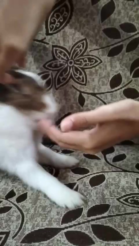 @PANGGALUISRAJ