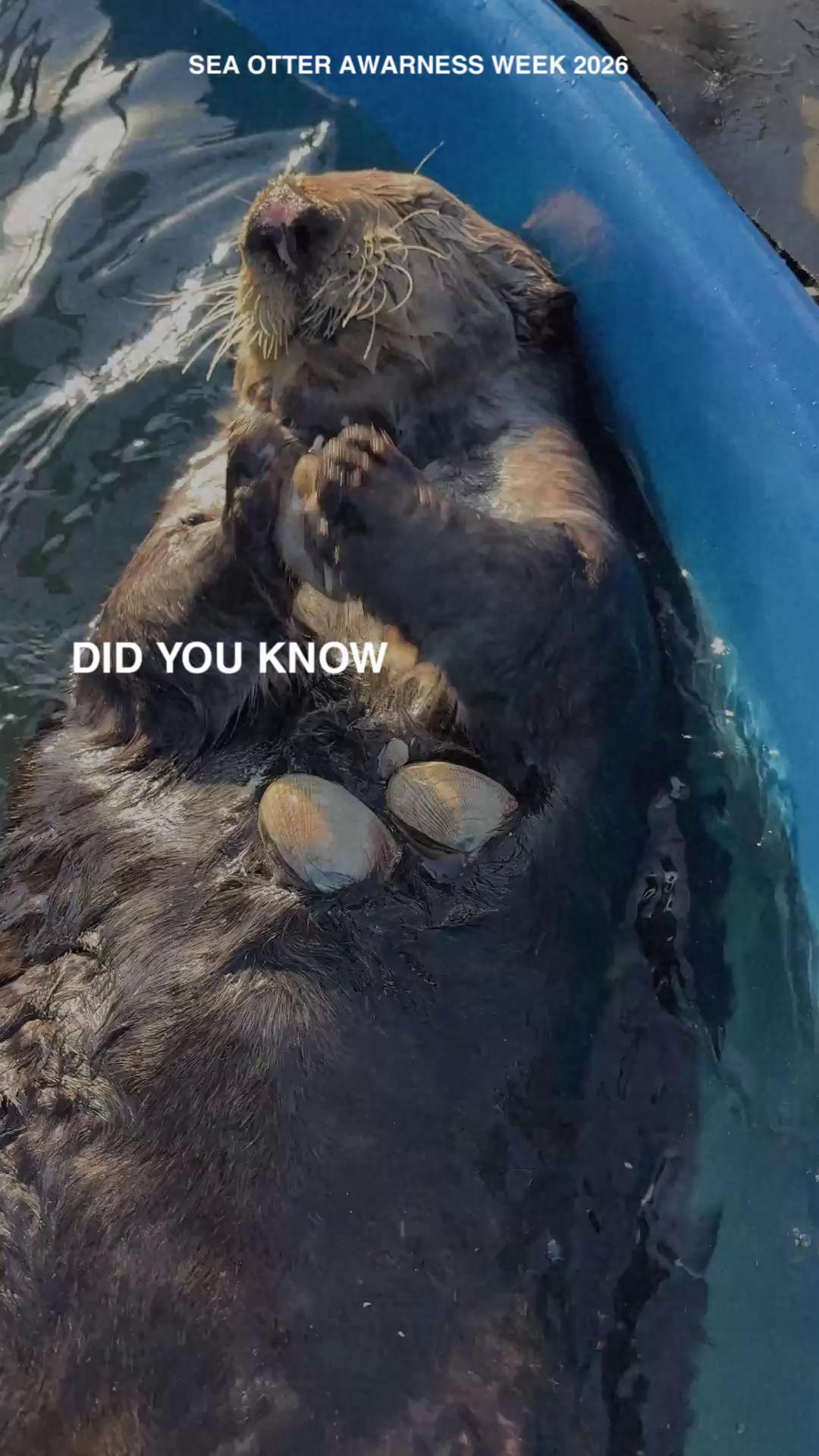 @Marine Mammal Rescue Society