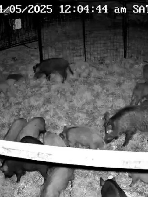 @Hog Brothers Custom Hog Traps