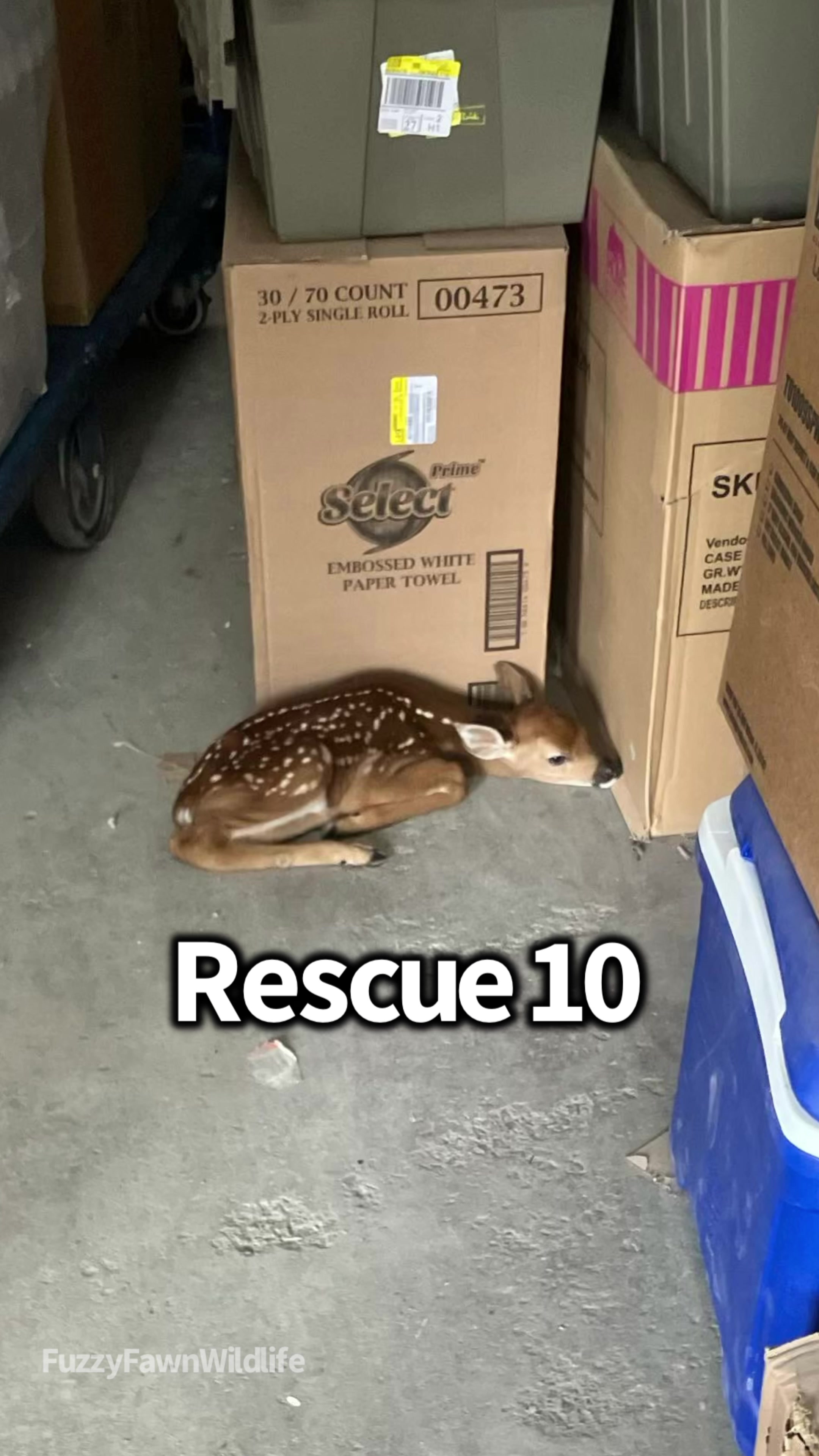 @Fuzzy Fawn Wildlife