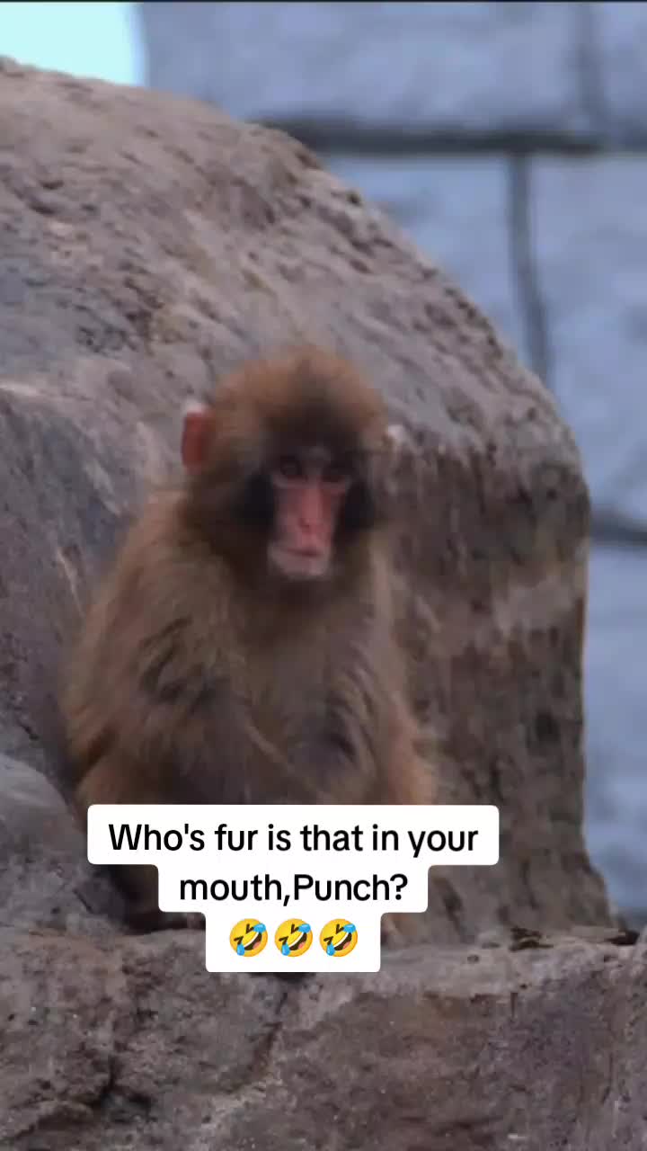 @Mochi/Rusty