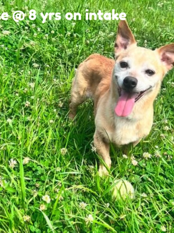@Barking Mad Animal Refuge