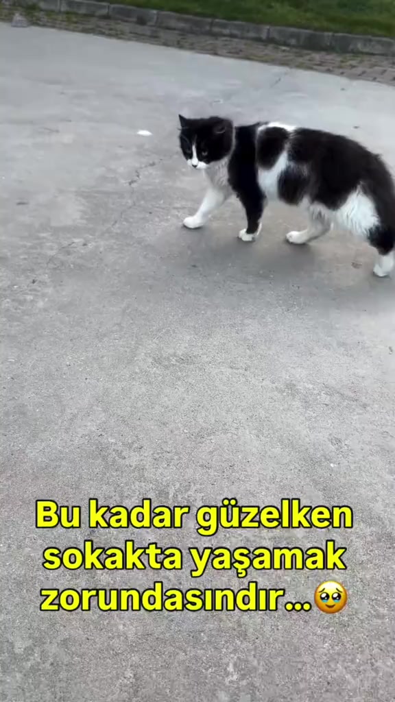 @MUSTAFA38