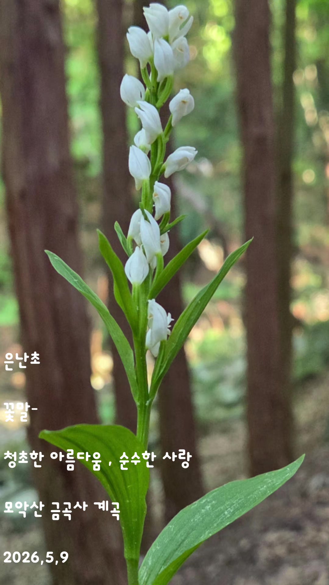 @참파