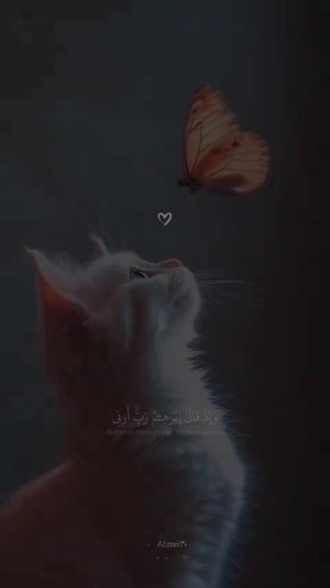 @🦋امــــ🍯عــــــسـولــــة 🦋
