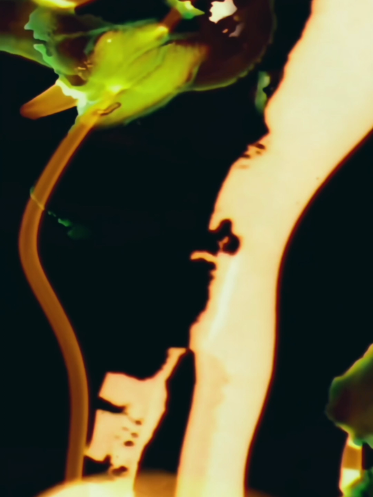 @ArrowStar Photography