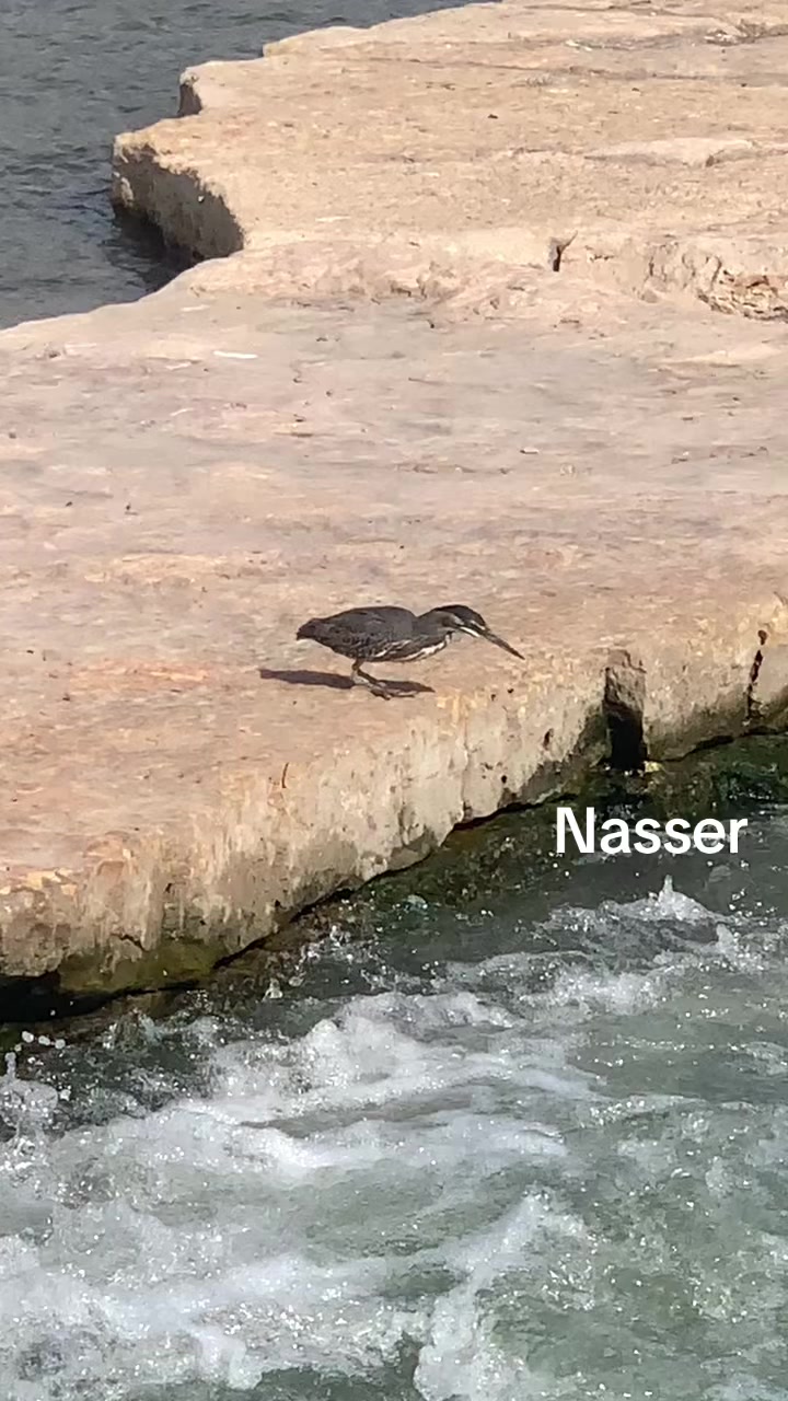 @Nasser