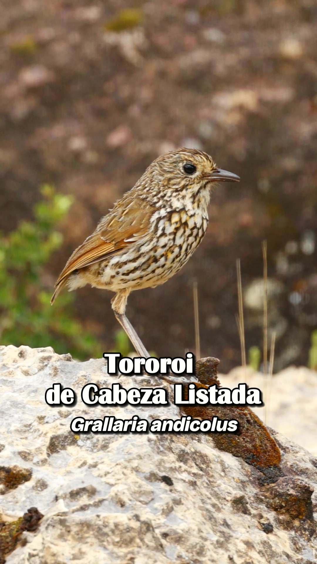 @Avistando Peru