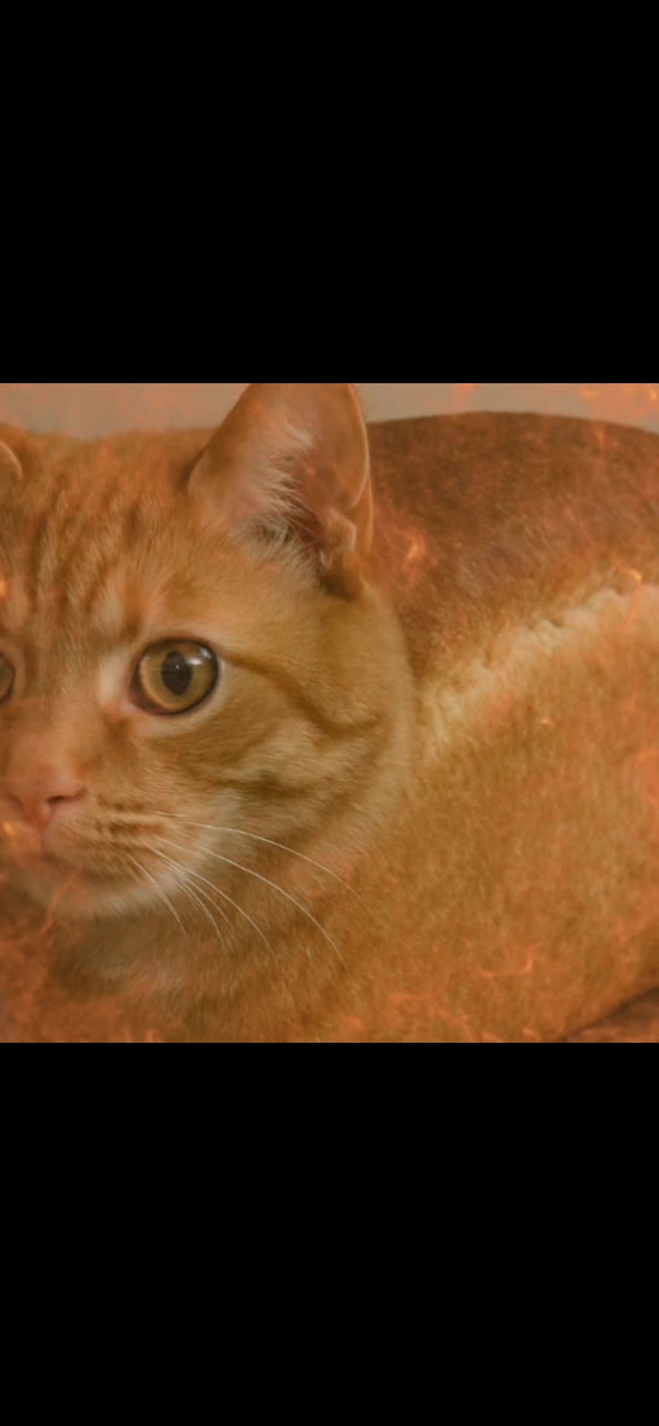 @bread_.cat