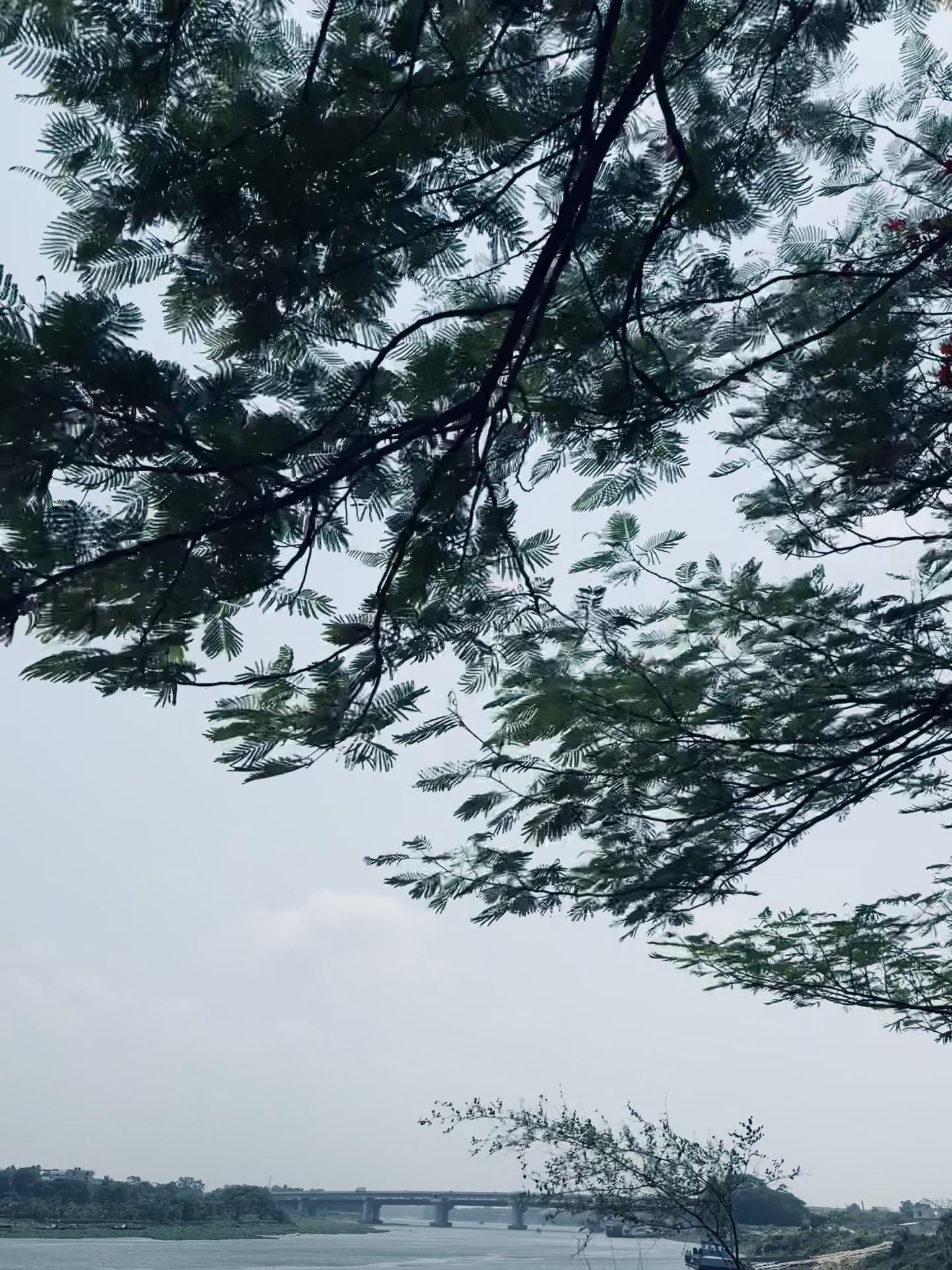 @Musfiq⚡️